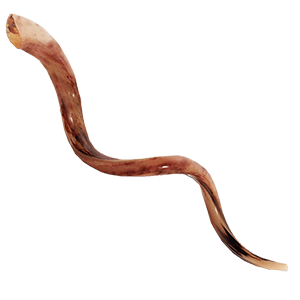 Yemenite Shofar 120-124 cm | 47-49 inches